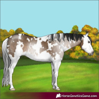 Horse Color:Gray White Spotted Brown Dun Splash 