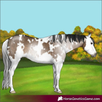 Horse Color:Gray White Spotted Brown Dun Splash 
