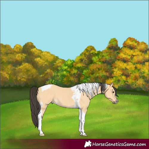 Horse Color:Buckskin Tobiano