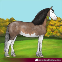 Horse Color:Brown Dun Splash
