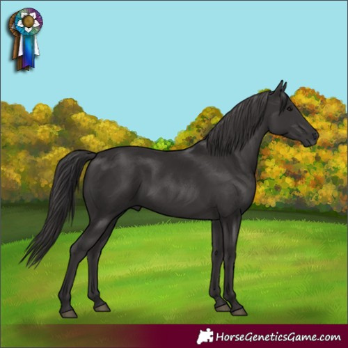 Horse Color:Smoky Black 