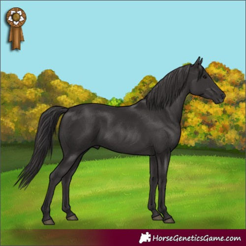 Horse Color:Smoky Black