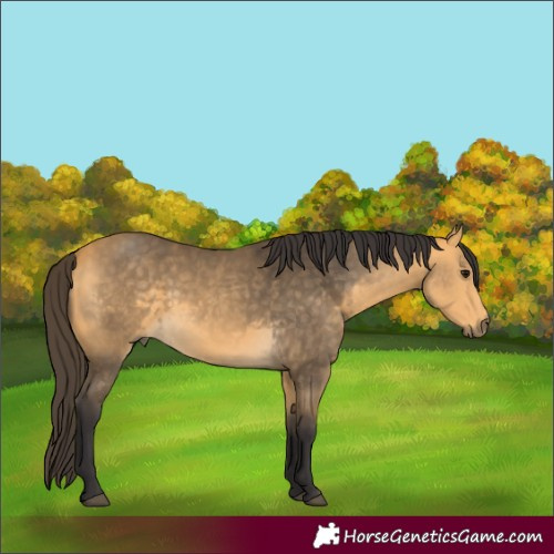 Horse Color:Buckskin