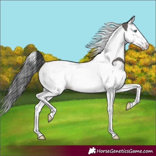 Horse Color:Grullo Splash Tobiano