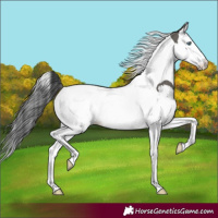 Horse Color:Grullo Splash Tobiano