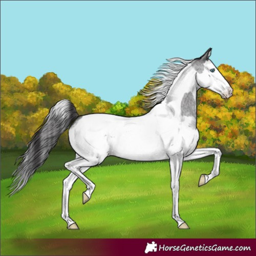 Horse Color:Smoky Blue Roan Splash Tobiano