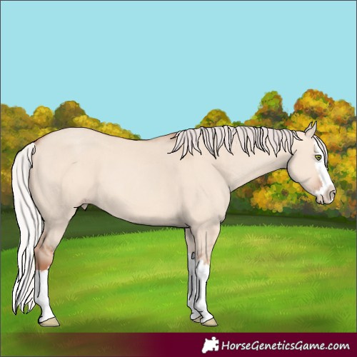 Horse Color:Silver Sable Champagne Dun Splash