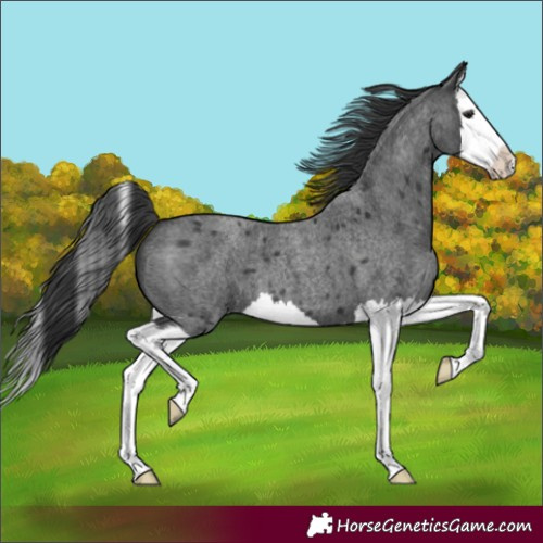 Horse Color:Blue Roan Splash 