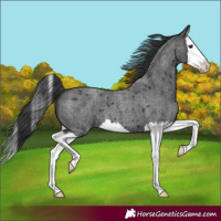 Horse Color:Blue Roan Splash 