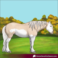 Horse Color:Silver Classic Champagne Dun Splash Frame