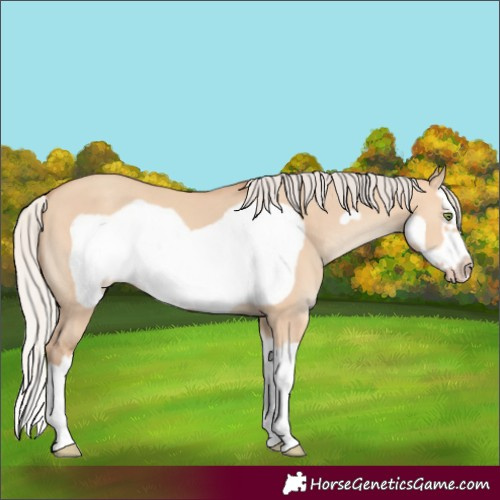 Horse Color:Silver Amber Champagne Dun Splash Frame