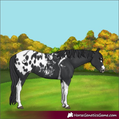 Horse Color:Black Tobiano Appaloosa