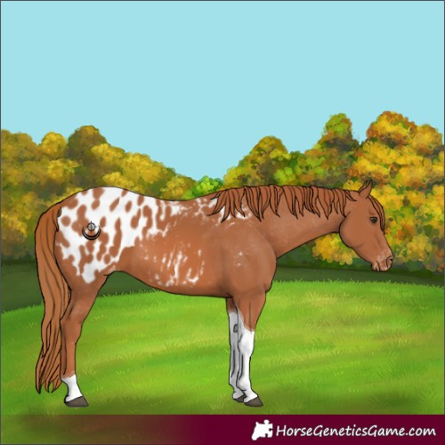Horse Color:Chestnut Tobiano Appaloosa 