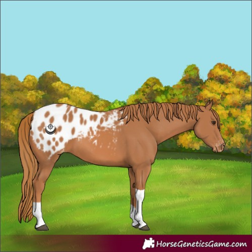 Horse Color:Chestnut Tobiano Appaloosa