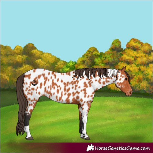 Horse Color:Bay Tobiano Appaloosa 