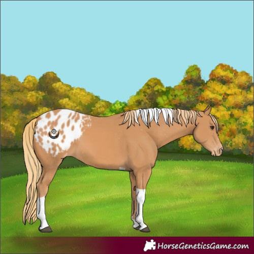 Horse Color:Chestnut Tobiano Appaloosa 