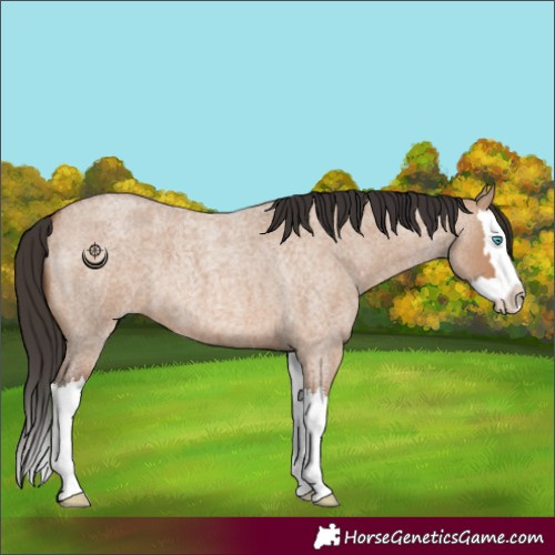 Horse Color:Bay Roan Dun Splash 