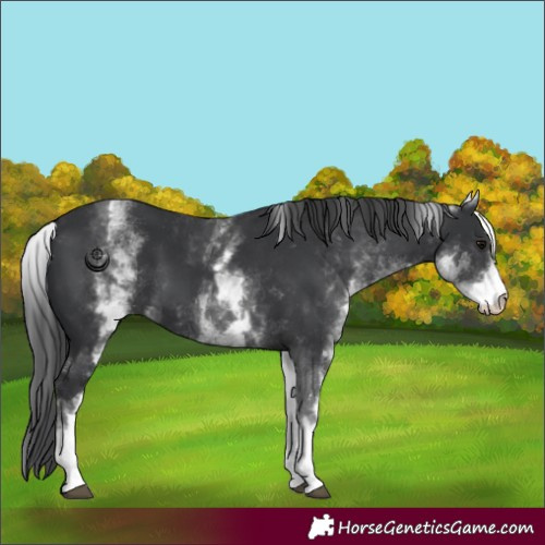 Horse Color:White Spotted Black