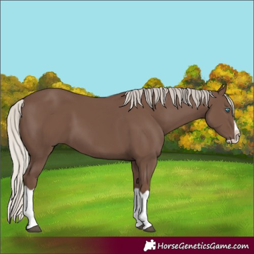 Horse Color:Silver Black Splash Rabicano 