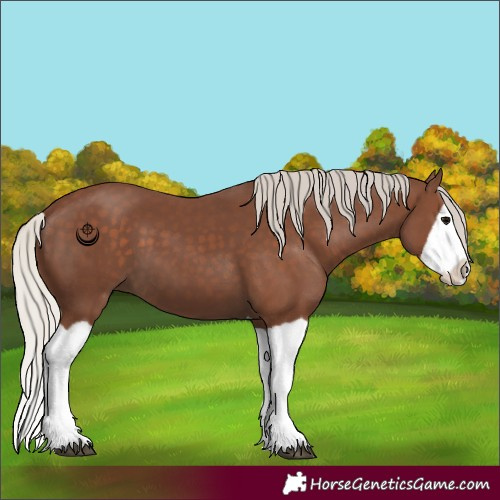 Horse Color:Silver Black Splash