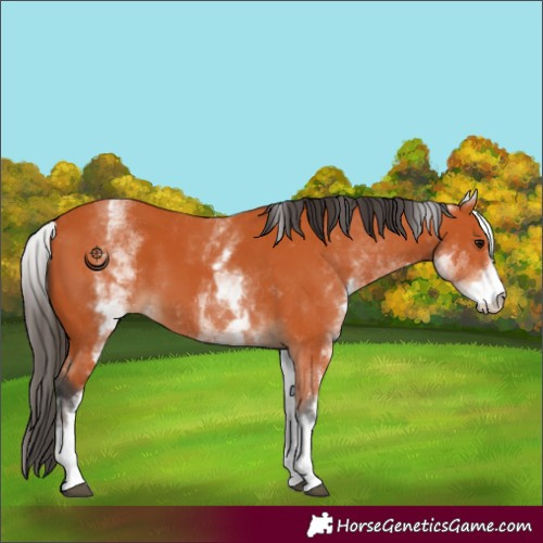 Horse Color:White Spotted Bay 