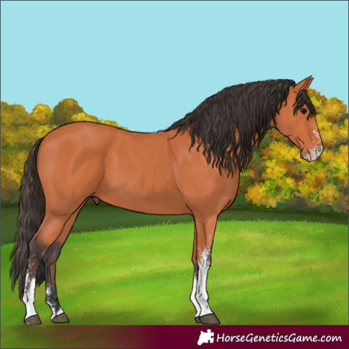 Horse Color:Bay Sabino