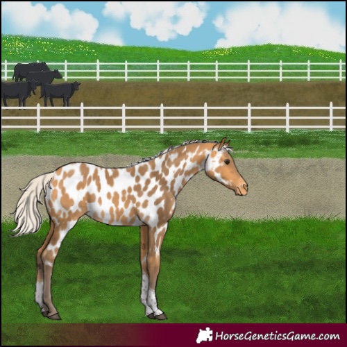 Horse Color:Silver Buckskin Tobiano Appaloosa 