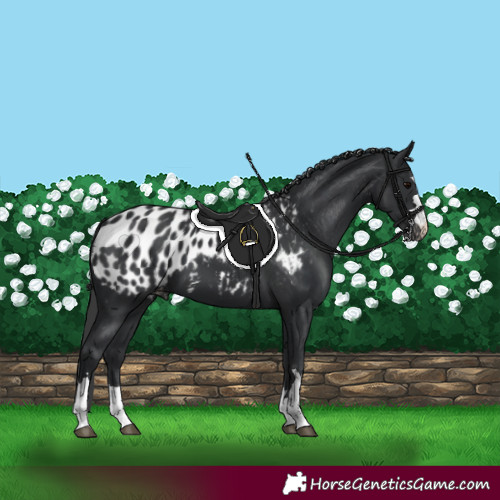 Horse Color:Black Appaloosa