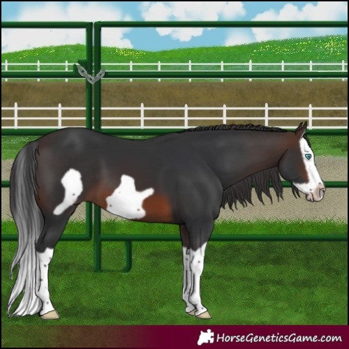 Horse Color:Brown Splash Frame 