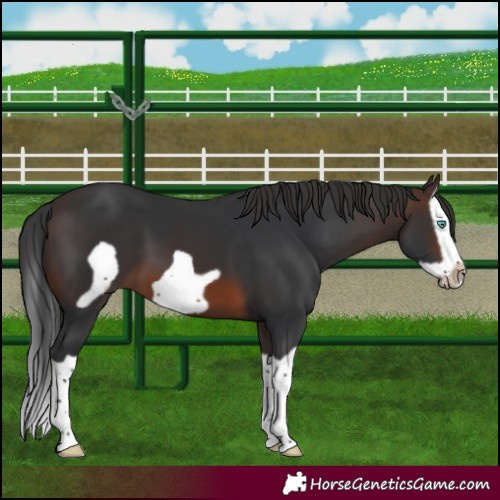 Horse Color:Brown Splash Frame 