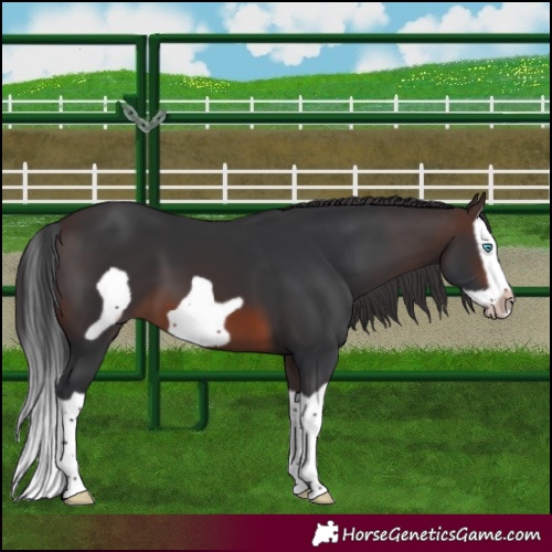 Horse Color:Brown Splash Frame