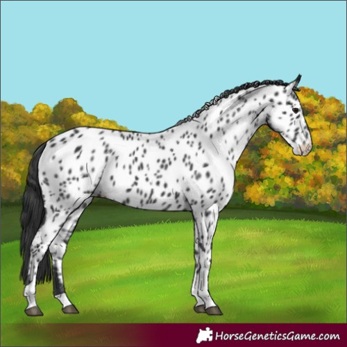 Horse Color:Black Tobiano Appaloosa 