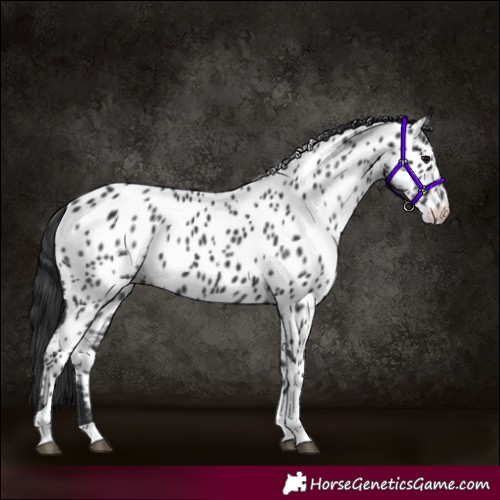 Horse Color:Black Tobiano Near Leopard