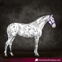 Horse Color:Black Tobiano Near Leopard