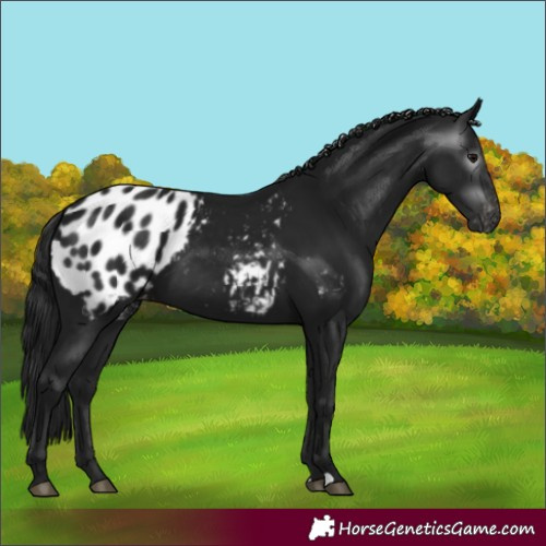 Horse Color:Gray Black Appaloosa