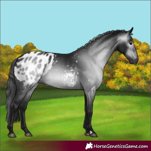 Horse Color:Gray Black Appaloosa