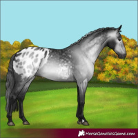 Horse Color:Gray Black Appaloosa