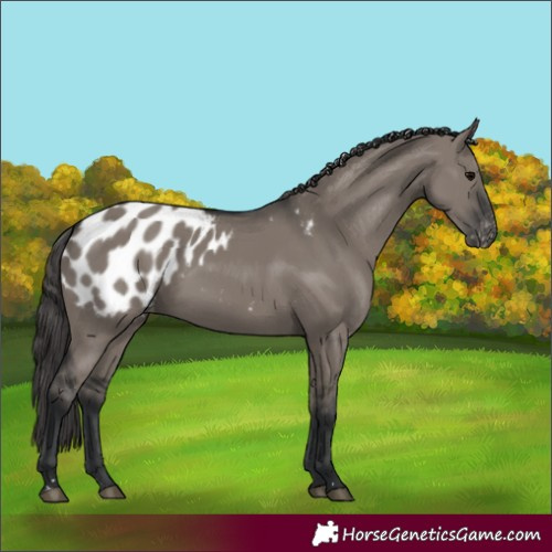Horse Color:Grullo Appaloosa 