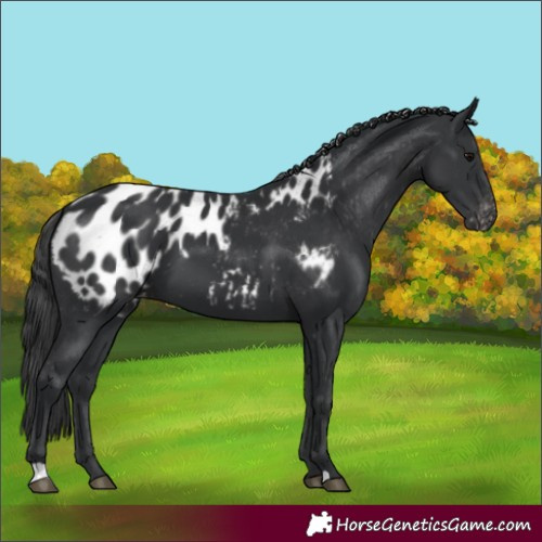 Horse Color:Black Appaloosa 