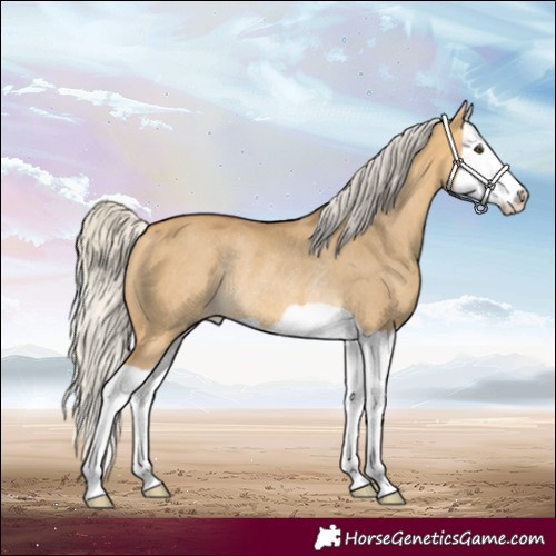 Horse Color:Silver Buckskin Dun Splash Rabicano