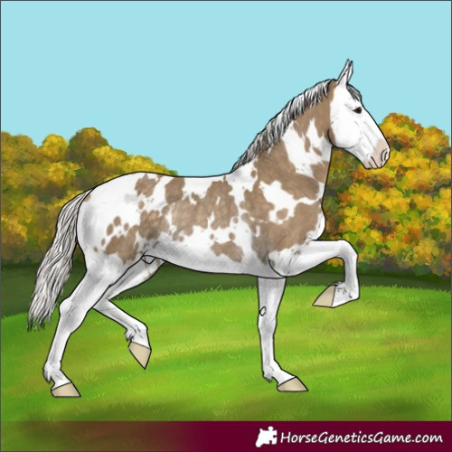 Horse Color:White Spotted Silver Smoky Black Splash Rabicano 