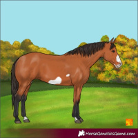 Horse Color:Bay Frame 