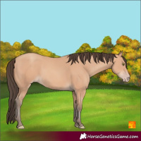 Horse Color:Amber Champagne 