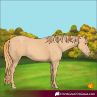 Horse Color:Gold Champagne 