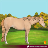 Horse Color:Gold Champagne 