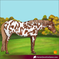 Horse Color:Chestnut Near Leopard 