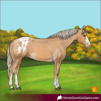 Horse Color:Palomino Varnish 