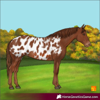 Horse Color:Chestnut Blanket