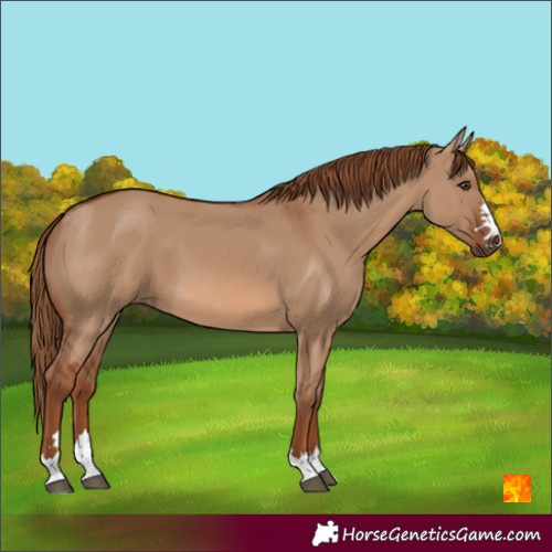 Horse Color:Red Dun 