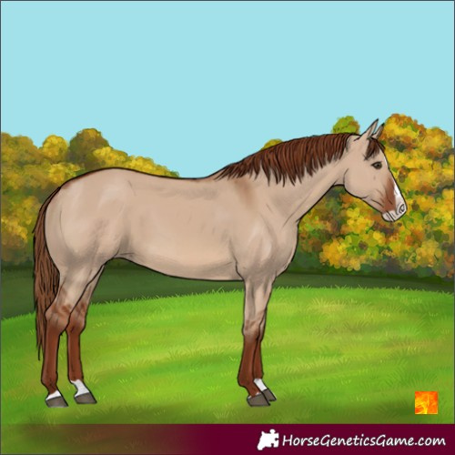 Horse Color:Red Dun Splash 